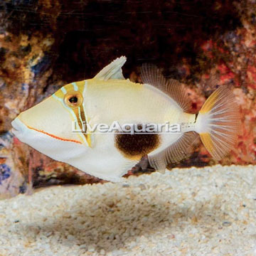 Bursa Triggerfish