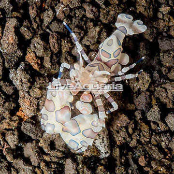 Harlequin Shrimp