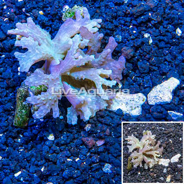 Sinularia Leather Coral Vietnam