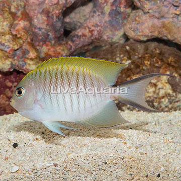 Zebra Spotbreast Angelfish