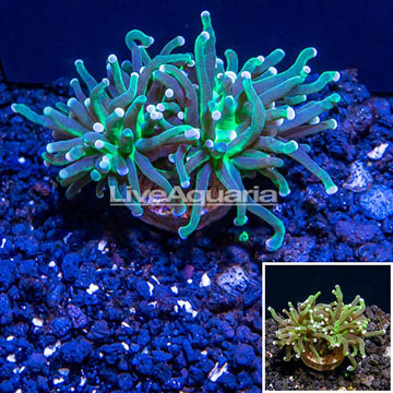 LiveAquaria® Cultured Torch Coral