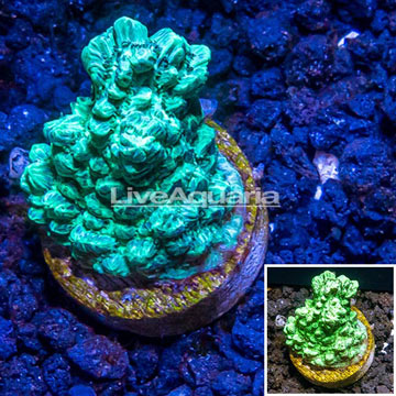 LiveAquaria® Cultured Hydnophora Coral 