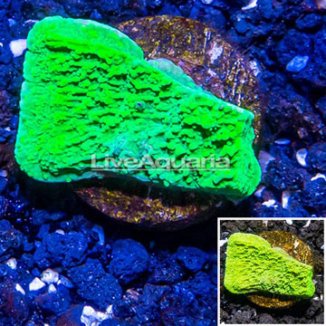 LiveAquaria® Cultured Green Monti Cap