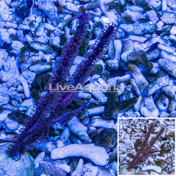 Purple Ribbon Sea Fan 