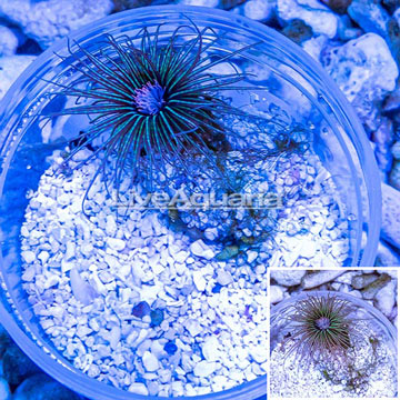 Cerianthus sp. Anemone