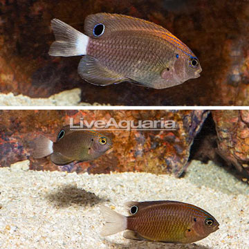 Whitetail Damselfish, Trio