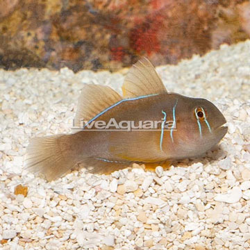 Clown Goby, Citrinis