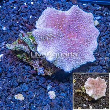 Toadstool Leather Coral Vietnam
