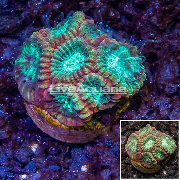 LiveAquaria® Cultured Goniastrea Coral