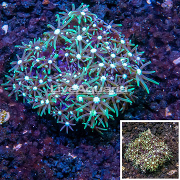 Starburst Polyp Coral Indonesia 