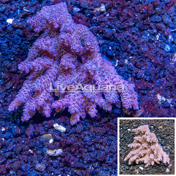 Acropora Coral Australia