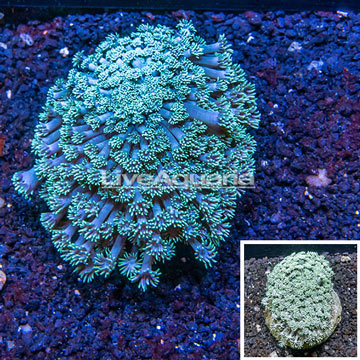 Goniopora Coral Indonesia 