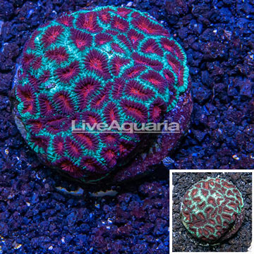 Favia Coral Indonesia