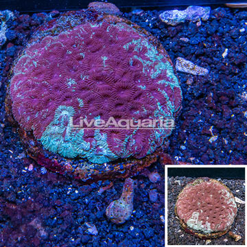 Goniastrea Brain Coral Indonesia