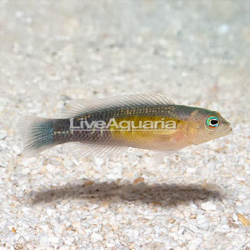 Yellow Breasted Dottyback