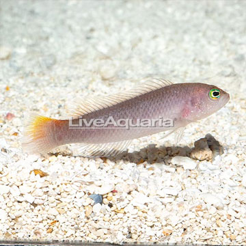 Yellow Breasted Dottyback