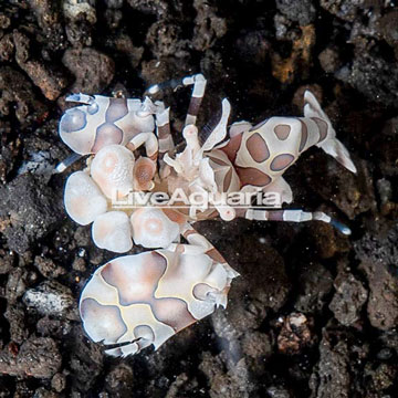 Harlequin Shrimp, Male