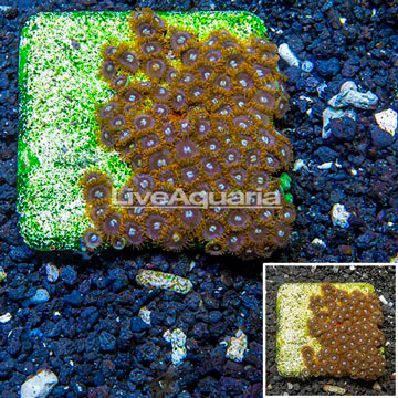 Zoanthus Coral Indonesia