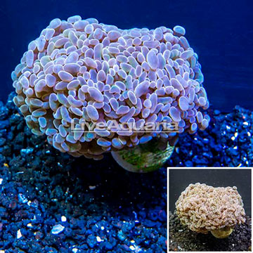 LiveAquaria® Cultured Hammer Coral