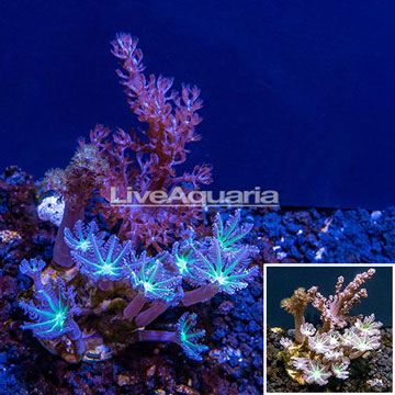 LiveAquaria® CCGC Aquacultured Taro Tree Coral and Glove Polyp combo