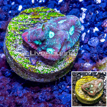 LiveAquaria® Cultured War Coral 