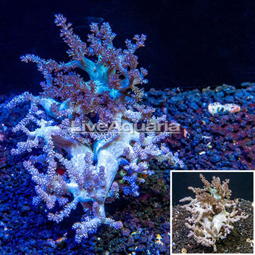  Pineapple Tree Coral Indonesia