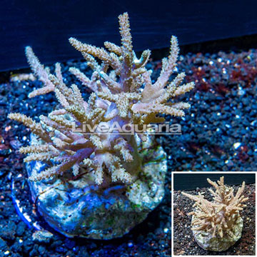 Sinularia Leather Coral Indonesia