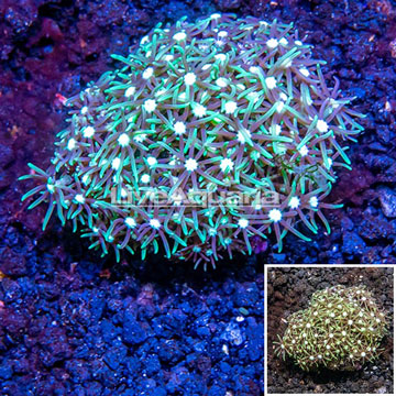 Starburst Polyps Indonesia