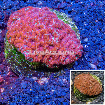 Acan Lord Coral Indonesia 