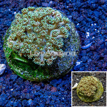 Goniopora Coral Indonesia 