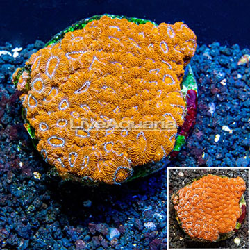 Acan Lord Coral Indonesia 