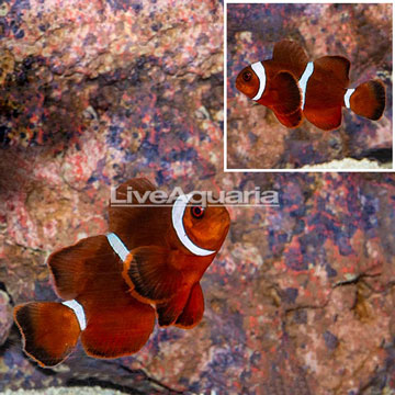 Gold Stripe Maroon Clownfish