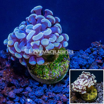 LiveAquaria® Cultured Hammer Coral