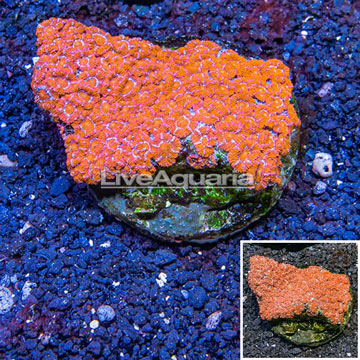 Acan Lord Coral Indonesia 