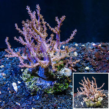  Pineapple Tree Coral Indonesia