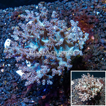  Pineapple Tree Coral Indonesia