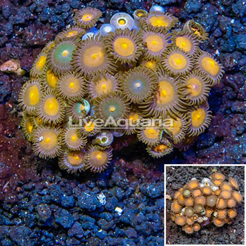 Zoanthus Coral Indonesia