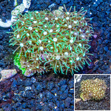 Starburst Polyps Indonesia