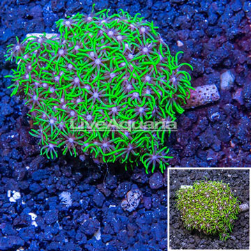 Starburst Polyps Indonesia