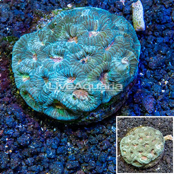 Goniastrea Brain Coral Indonesia