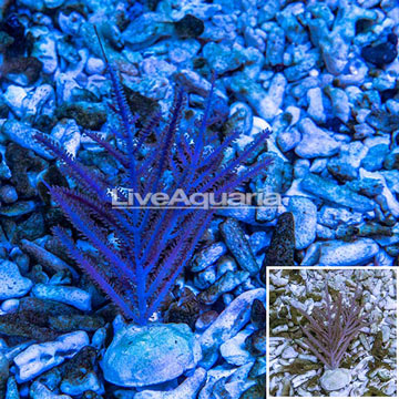 Purple Bipinnate Sea Fan