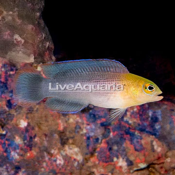 Yellow Breasted Dottyback