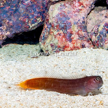 Bicolor Blenny 