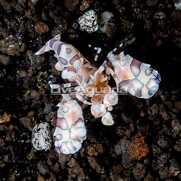 Harlequin Shrimp, Male