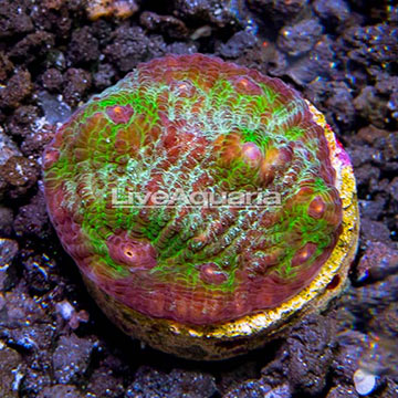 LiveAquaria® Hieroglyph Chalice Coral