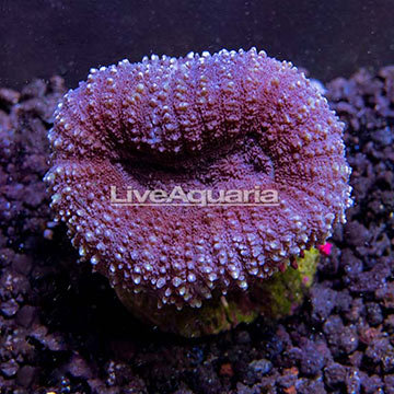 ORA® Lobophyllia Coral