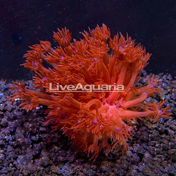 ORA® Red Goniopora Coral