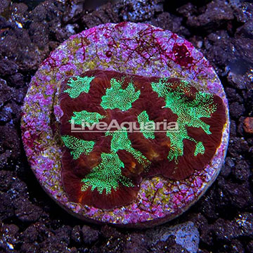 USA Cultured Ultra Favites Coral