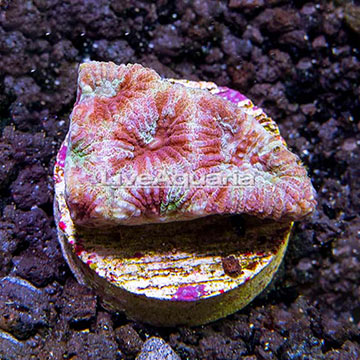 USA Cultured Ultra Favia Coral