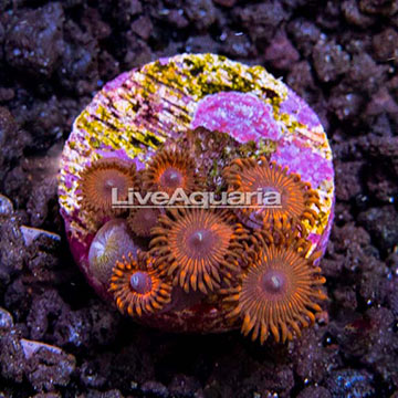 USA Cultured Ultra Zoantus
